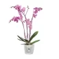 Preview: Elho Blumentopf Brussels Orchidee 12.5cm Transparent