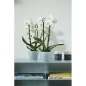 Preview: Elho Blumentopf Brussels Orchidee 16cm Transparent
