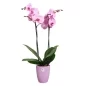 Preview: Elho Blumentopf Brussels Orchidee Hoch 12.5cm Violet