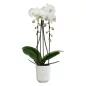 Preview: Elho Blumentopf Vibes Fold Orchidee hoch 12.5 cm Seidenweiß