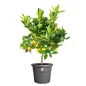 Preview: Elho Blumentopf Algarve Cilindro 35cm Anthrazit