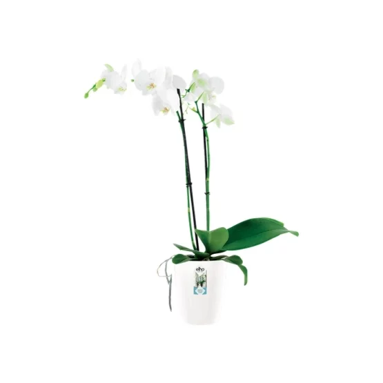 Elho Blumentopf Brussels Diamond Orchidee Hoch 12.5cm Weiss