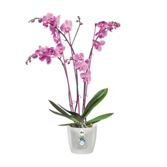 Elho Blumentopf Brussels Orchidee 12.5cm Transparent