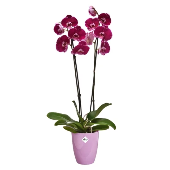 Elho Blumentopf Brussels Diamond Orchidee Hoch 12.5cm Violet