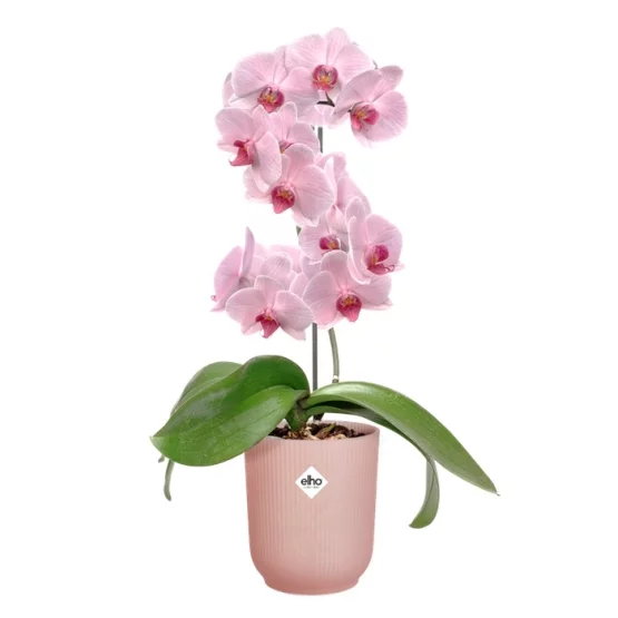 Elho Blumentopf Vibes Fold Orchidee hoch 12.5 cm Glasiertes Rosa